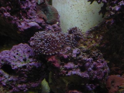 tank blue shroon small (small).jpg