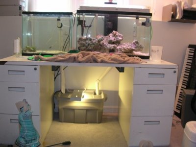 breeding setup.jpg