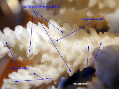 branch-eb.jpg