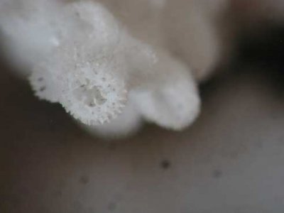 hispi-closeup.jpg