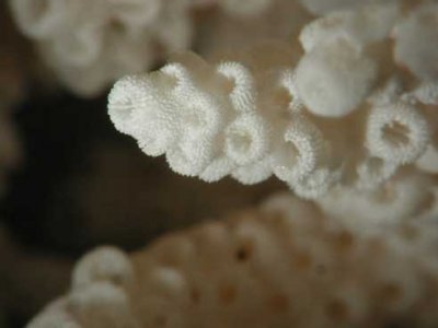 arbor-hispi-closeup.jpg
