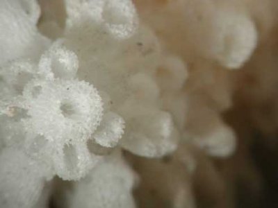 caespi-closeup.jpg