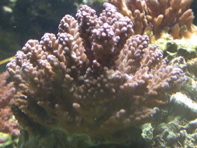 coral1.jpg