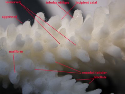 radials-1.jpg