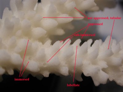 radials-2.jpg