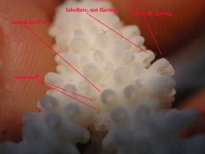 radials-3.jpg