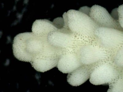 coenosteum.jpg