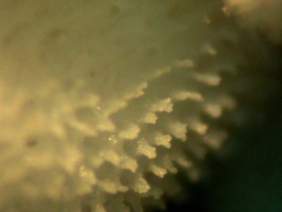coenosteumcloseup2.jpg