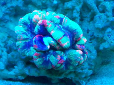 aquarium 049.jpg
