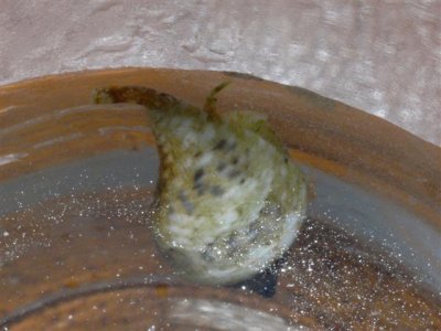 M0011015 (Small).JPG
