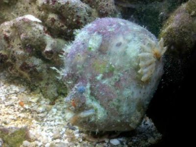 frogfish.jpg