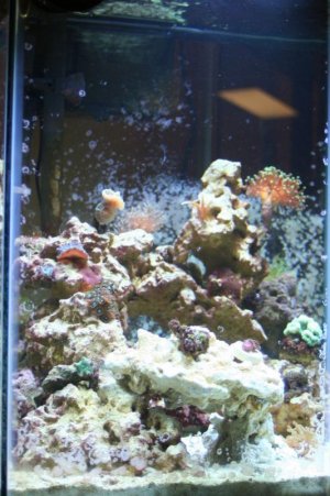 new corals 022 - 800.jpg new corals 022 - 800.jpg