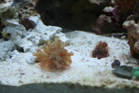 new corals 015 - 800.jpg new corals 015 - 800.jpg