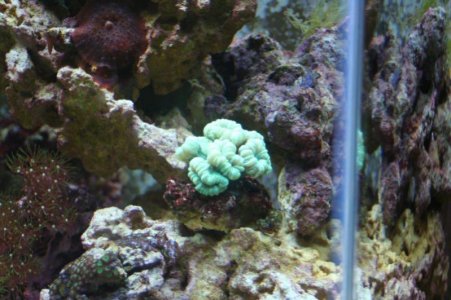 new corals 013 - 800.jpg