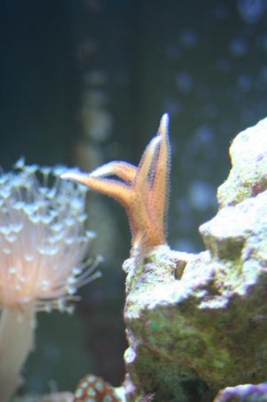 new corals 024.jpg new corals 024.jpg