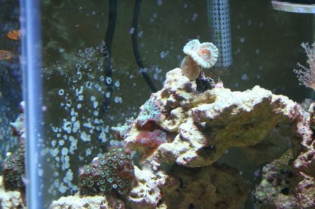 new corals 009 - 800.jpg new corals 009 - 800.jpg