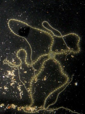 Starfish 004.jpg