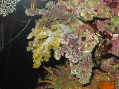 reef tank 009.jpg