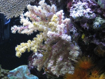 reef tank 024.jpg