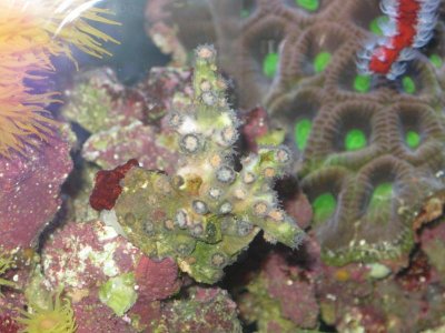 reeftank 002.jpg