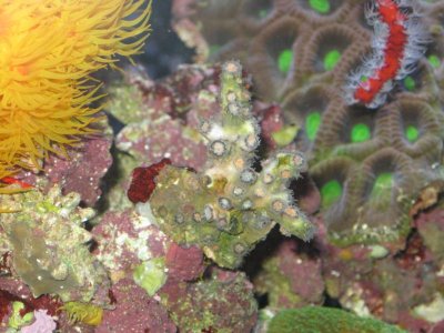reeftank 003.jpg
