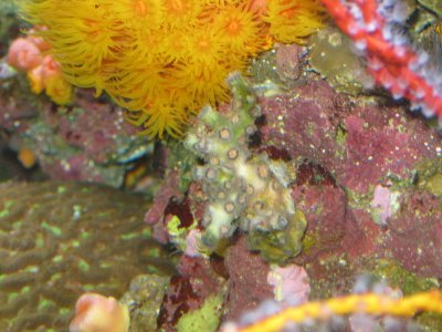 reeftank 007.jpg