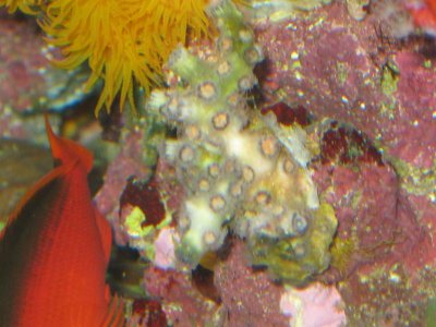 reeftank 009.jpg