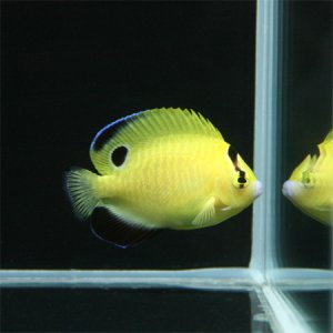 Hybrid-angelfish-goldflake-flagfin.jpg