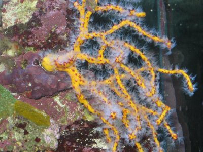 reeftank 010.jpg