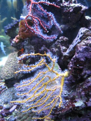 reeftank 014.jpg