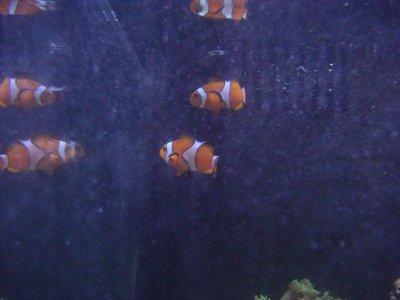 violets dogs fish 017.jpg