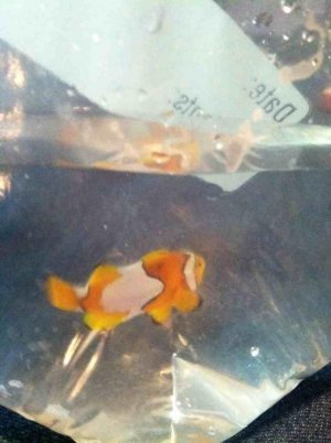 ImageUploadedByTapatalk1347415730.510385.jpg ImageUploadedByTapatalk1347415730.510385.jpg