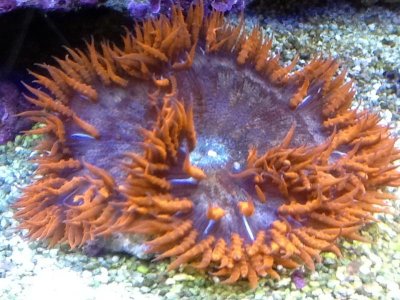 pics from ipad 1086.jpg