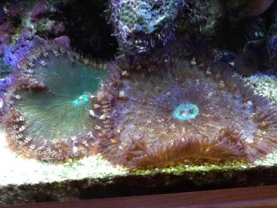 pics from ipad 1087.jpg