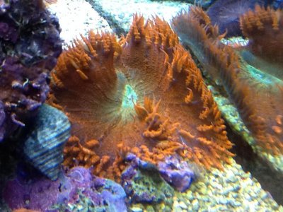 pics from ipad 1090.jpg