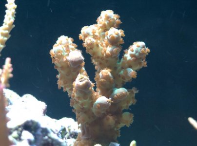 RC Acro 9-12-12.jpg