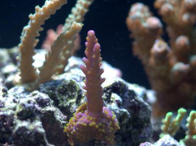 RC Red Acro with Green Polyps 9-12-12.jpg