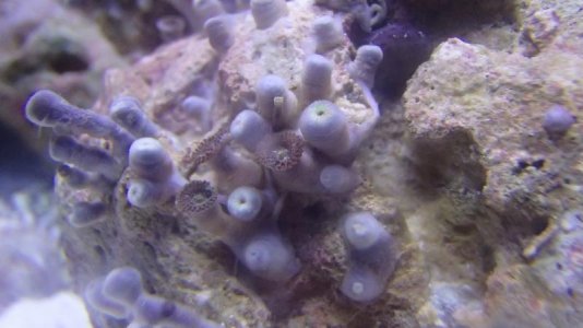 stary zoas.jpg