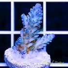 tenuis coral.jpg