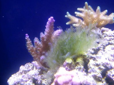 algae1.jpg