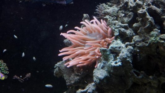 RedAnenome.jpg