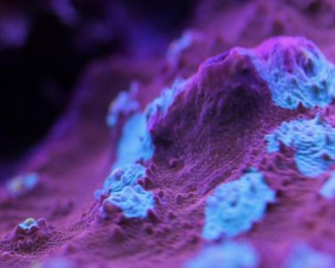 Chalice Coral Web Res.jpg