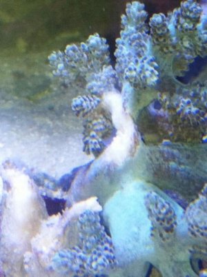 coral.jpg