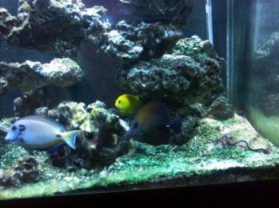 fish (Small).jpg