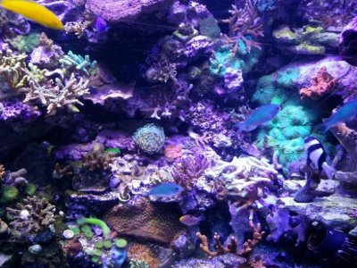 new phone 275 (800x600).jpg