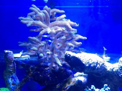 photo (1) (800x598).jpg