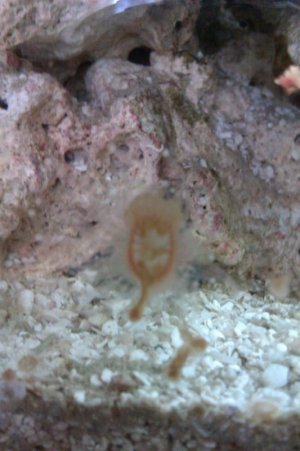 Found on side of glass.jpg