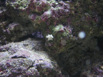 starfish.jpg