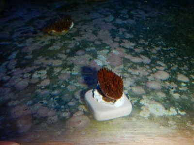 ref fungia.jpg