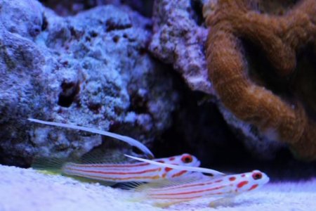 Yasha Gobies Web Res.jpg